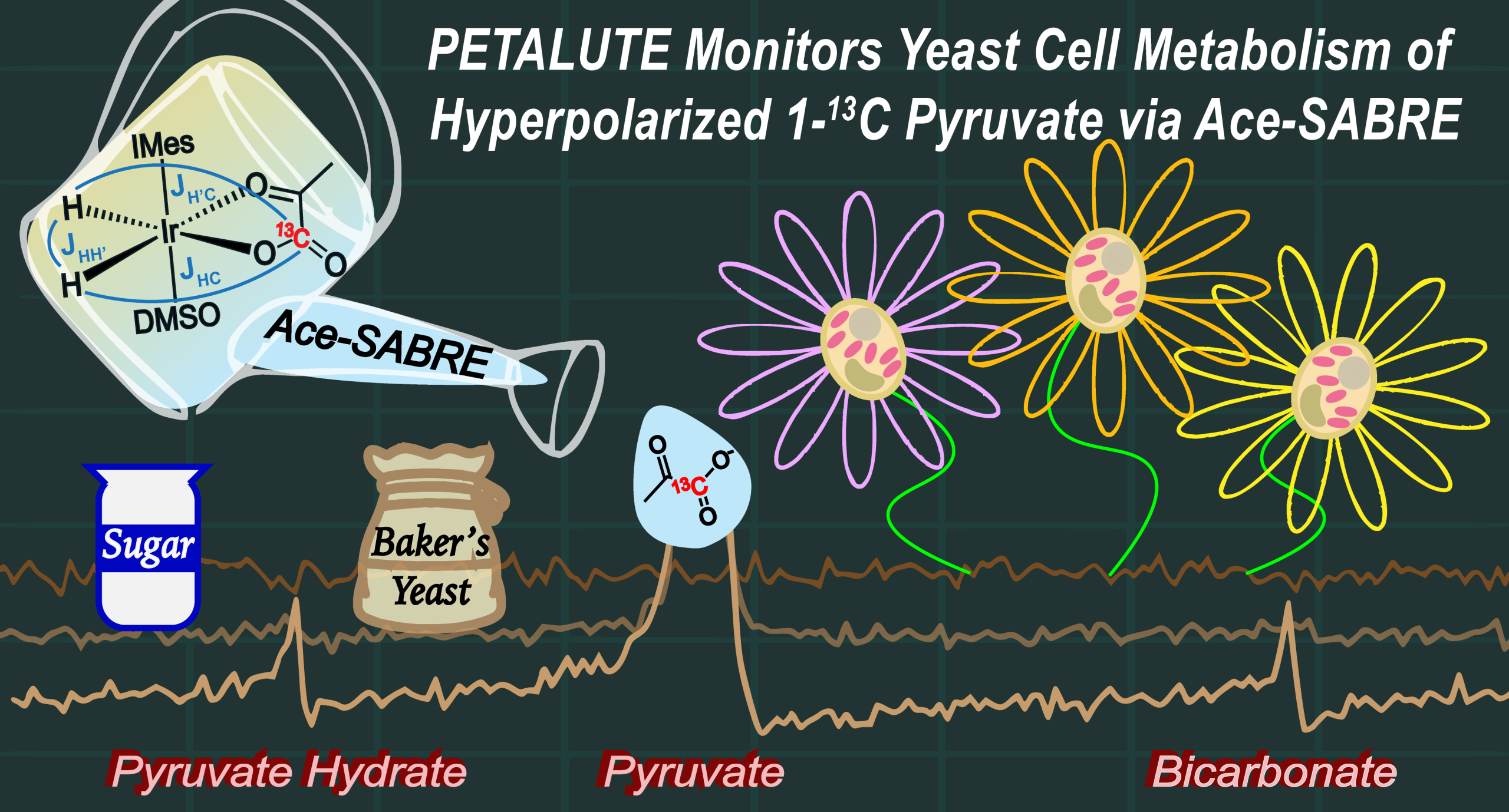 Publication figure for Leveraging Ace-SABRE and PETALUTE to Detect and Image Hyperpolarized [1-13C]Pyruvate Metabolism in Yeast